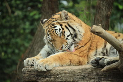 Cat relaxing on wood in zoo