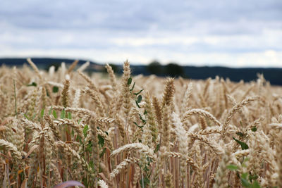 High angle view of stalks in field against sky