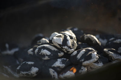 Close-up of black fruit