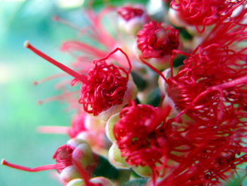 Close-up of red flowers