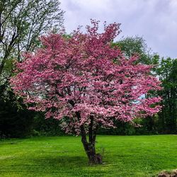 Pink cherry blossoms in spring