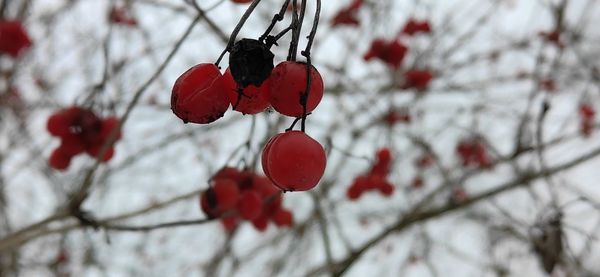 Close-up of red berries on tree