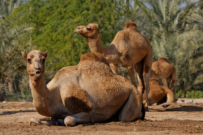 Camels on relaxing on field