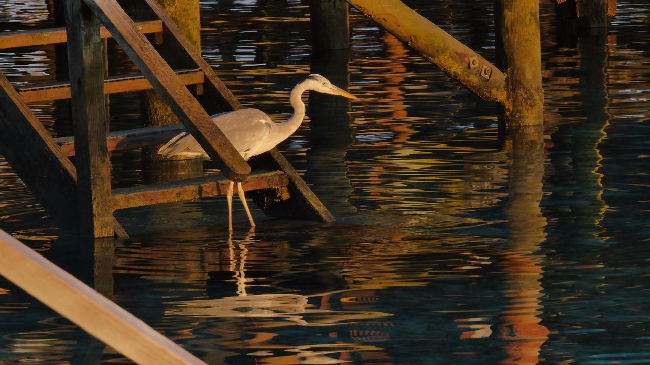 Common heron