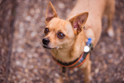 High angle portrait of a dog