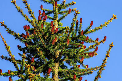 Green spruce, fir with young cones on the background of blue sky. 