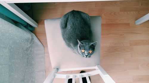 High angle view of a british cat looking at camera