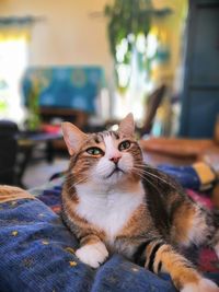 Portrait of cat relaxing at home