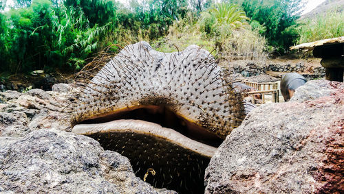 View of an animal on rock