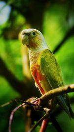 Close-up of bird perching on branch