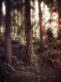 Trees in forest