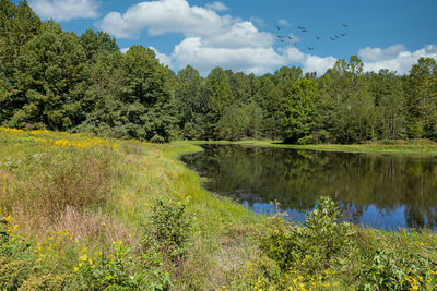 Scenic view of lake in forest against sky