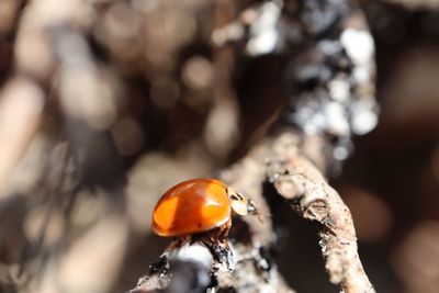 Close-up of insect