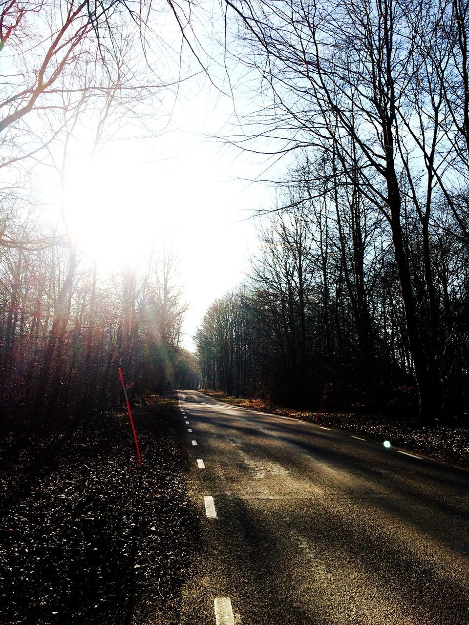 the way forward, tree, road, transportation, diminishing perspective, vanishing point, empty road, country road, tranquility, road marking, clear sky, bare tree, street, empty, long, nature, tranquil scene, asphalt, silhouette, treelined