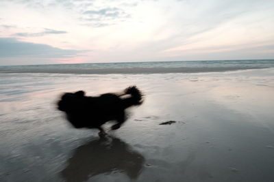 Silhouette people on beach against sky during sunset