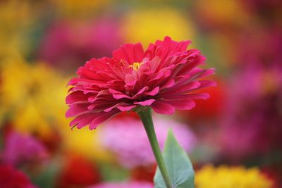 Close-up of pink flower