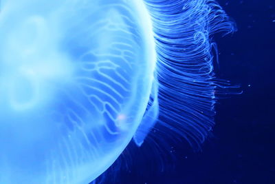 Close-up of jellyfish swimming in sea