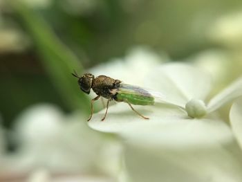 Close-up of insect on leaf