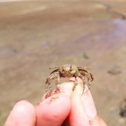 Close-up of hand holding lizard