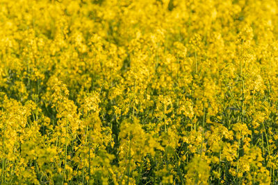 Full frame shot of fresh oilseed rape plants in field