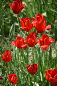 Close-up of red poppy flowers in bloom