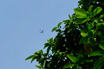 Low angle view of bird flying against sky