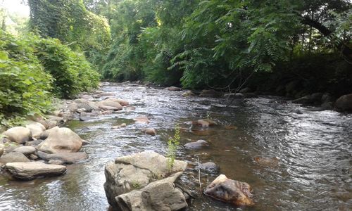 Scenic view of river flowing in forest