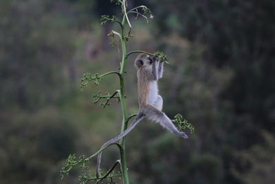 Monkey hanging from plant in forest