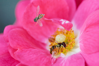 Extreme close-up of  bee pollinating on pink flower