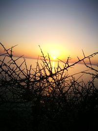 Silhouette tree against sky during sunset