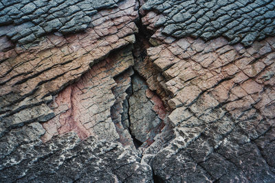 Full frame shot of tree trunk