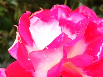 Close-up of wet pink rose