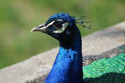 Close-up of peacock