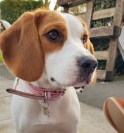 Close-up of dog looking away at yard