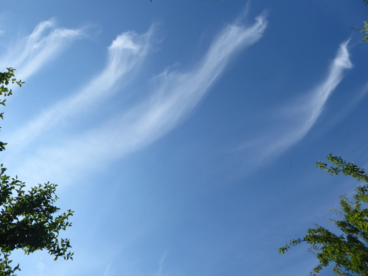 LOW ANGLE VIEW OF TREES AGAINST SKY