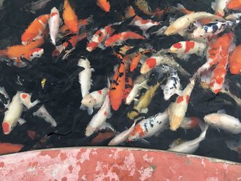 High angle view of koi carps swimming in pond