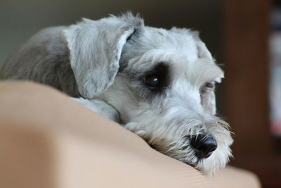 Close-up portrait of dog relaxing at home