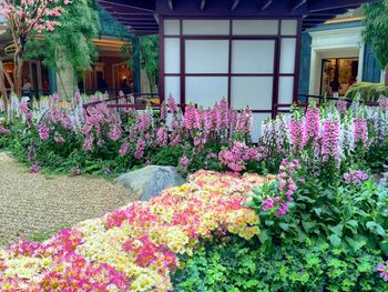 Pink flowers blooming in park