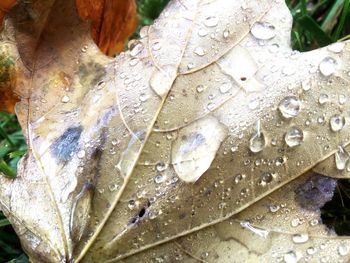 Close-up of water drops on leaf