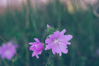 Close-up of purple flowering plant