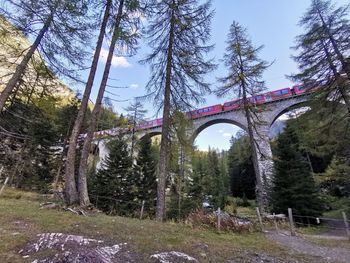 Arch bridge amidst trees in forest against sky