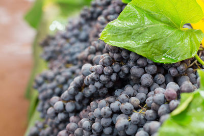 Close-up of red grapes growing in vineyard