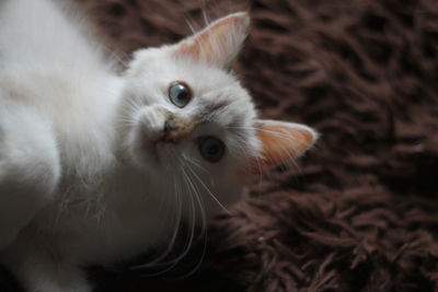 Close-up portrait of a cat