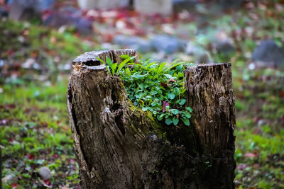 nature