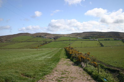 Road amidst agricultural field against sky