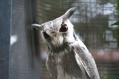 Close-up of a bird