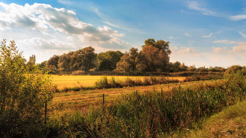 Scenic view of agricultural field against sky