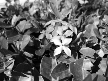 Close-up of flowers