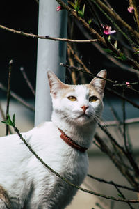 Close-up portrait of a cat