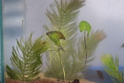 Close-up of fresh green plants in lake